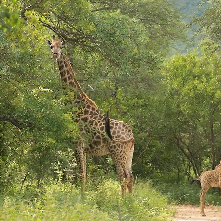 Cape Vulture Conservancy Hoedspruit Exterior photo