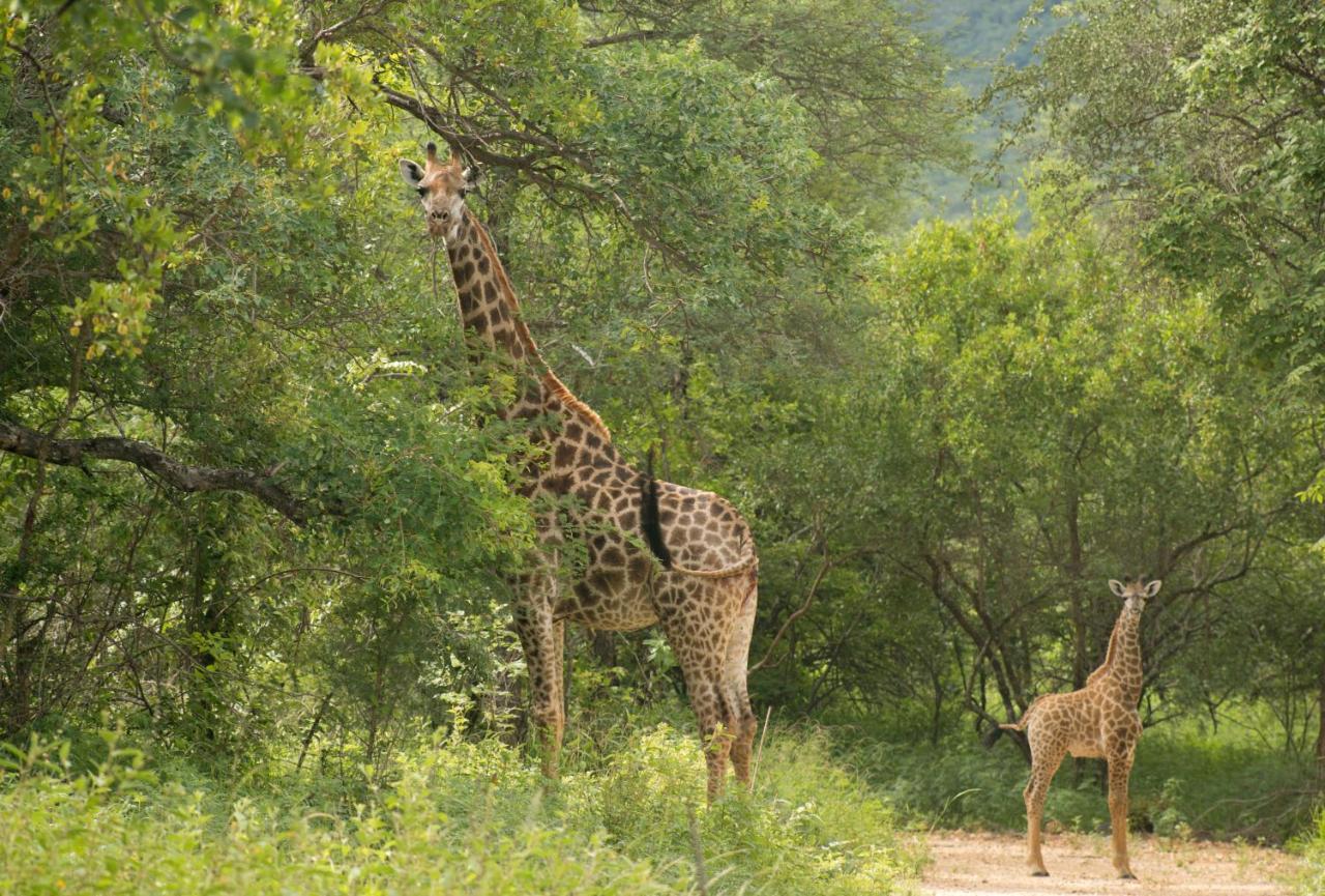 Cape Vulture Conservancy Hoedspruit Exterior photo